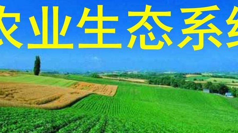 蔬菜专业合作社加盟，政策背后的考量与选择**