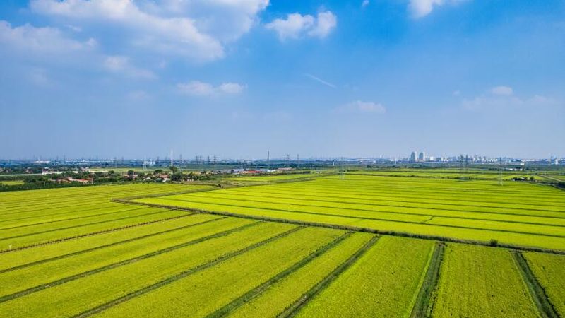 农产品供应链金融风险控制：揭秘风险点与防范策略