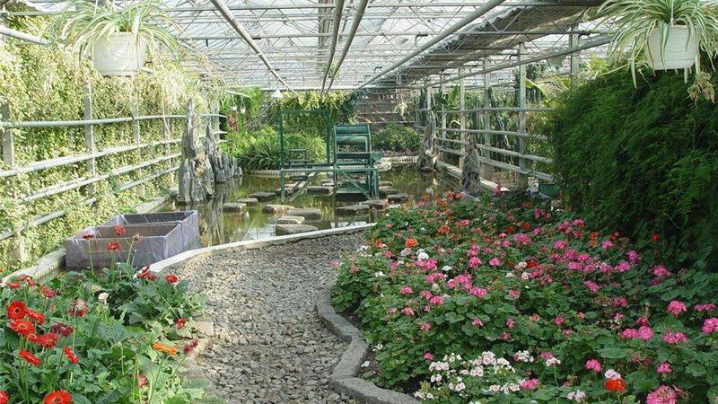 有机蔬菜家庭种植方法教程：从土壤到餐桌的绿色之旅