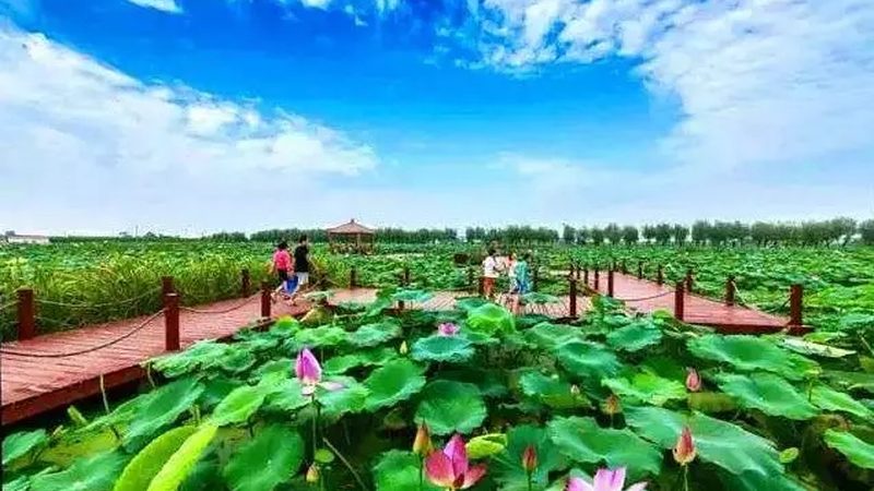 农业合作社理事长职责清单：如何高效引领农业合作发展