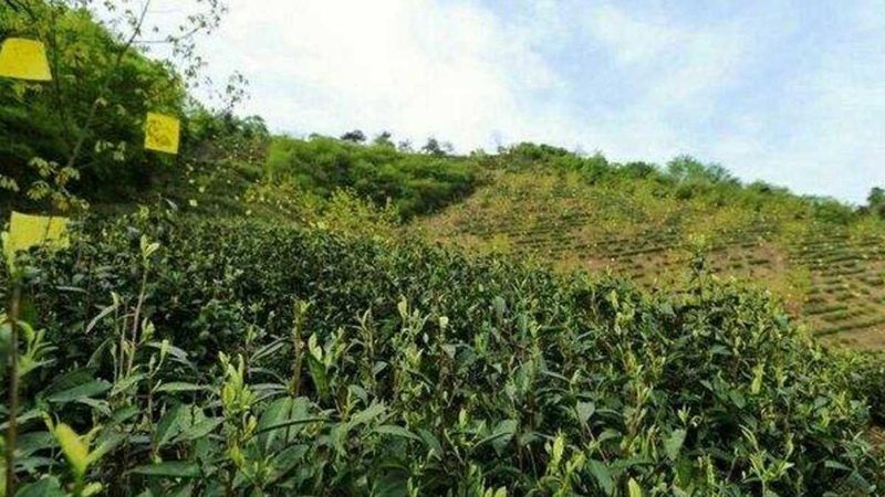 成都农资批发价格表背后的市场逻辑