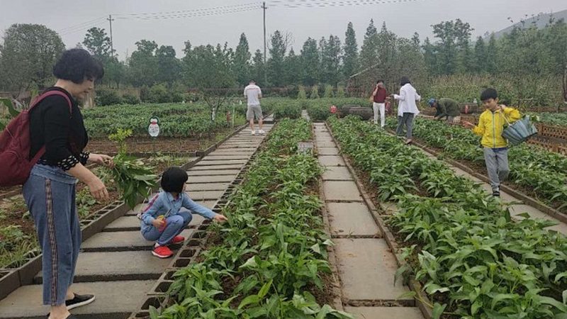 现代农业产业园建设：五大注意事项，助力农业转型升级