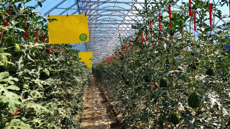 在功能需求方面，生鲜配送小程序应具备以下特点：