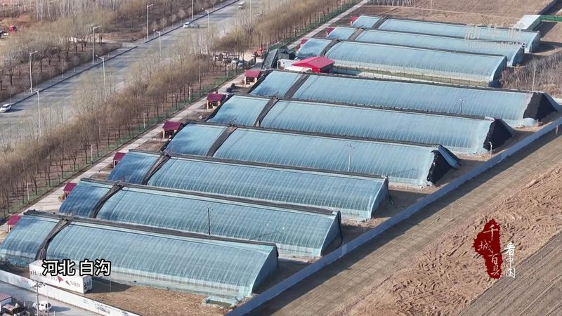 粮食种子规格型号：揭秘种植者的“种子密码